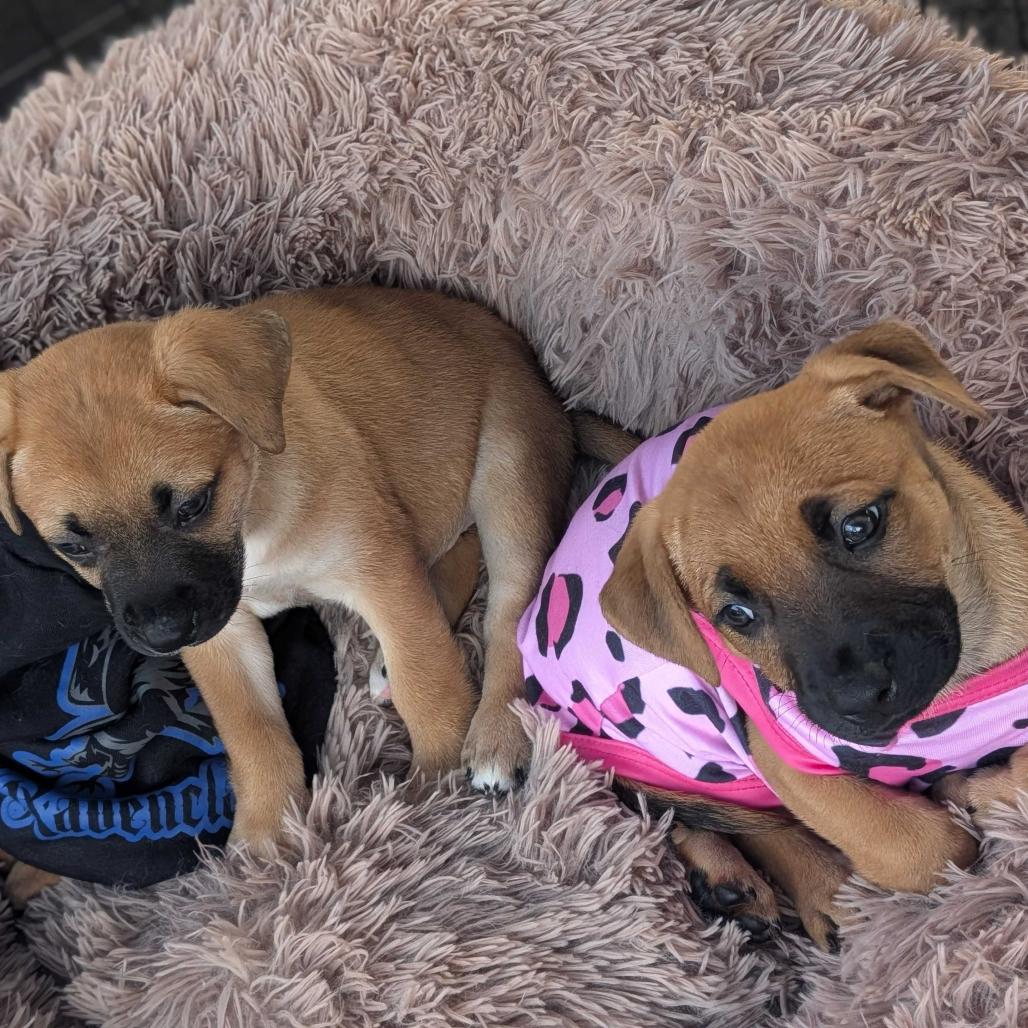 Enlarge Bunny, a Adoptable Mixed Breed in Escondido, CA image 2/4