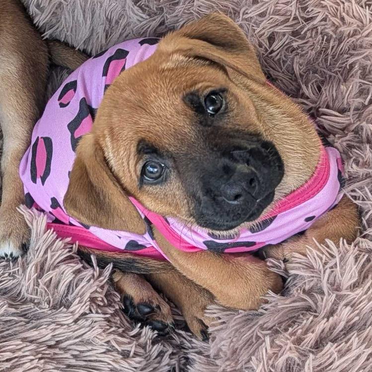Enlarge Bunny, a Adoptable Mixed Breed in Escondido, CA image 3/4