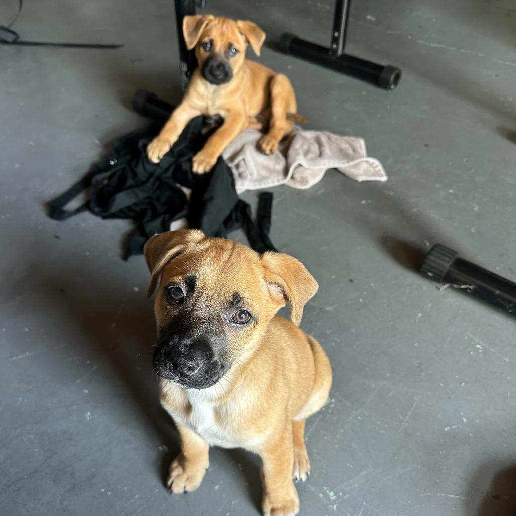 White Claw, a Adoptable Mixed Breed in Escondido, CA image 5/6