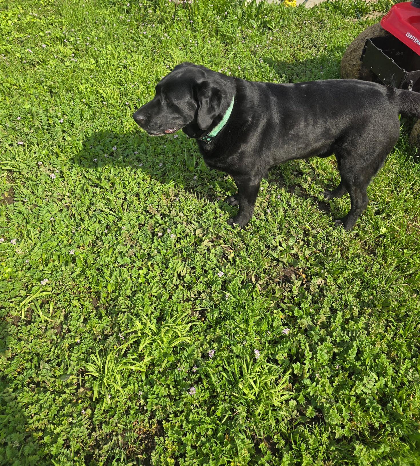 Enlarge Rambo, a ADOPTABLE Labrador Retriever in Sacramento, CA image 2/4