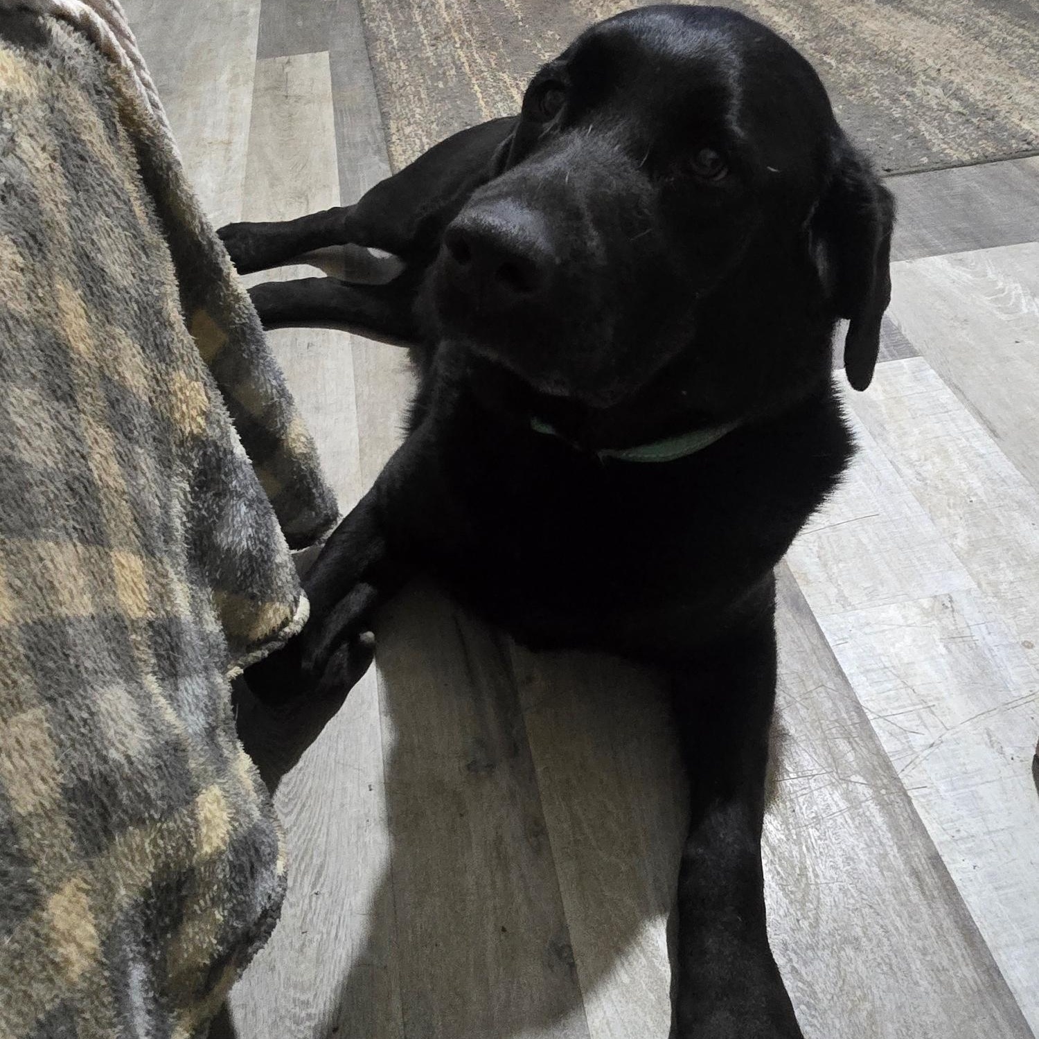 Enlarge Rambo, a ADOPTABLE Labrador Retriever in Sacramento, CA image 3/4