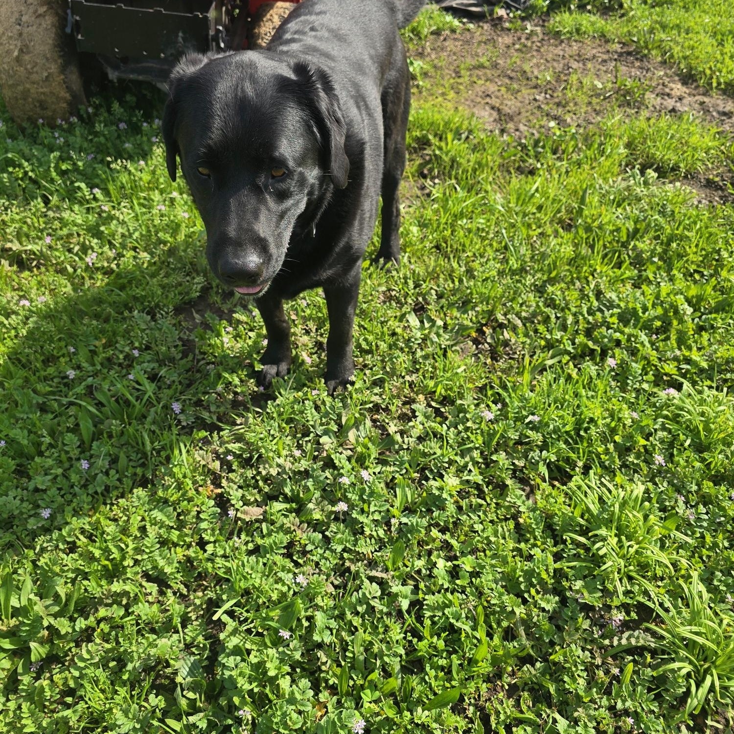 Enlarge Rambo, a ADOPTABLE Labrador Retriever in Sacramento, CA image 4/4