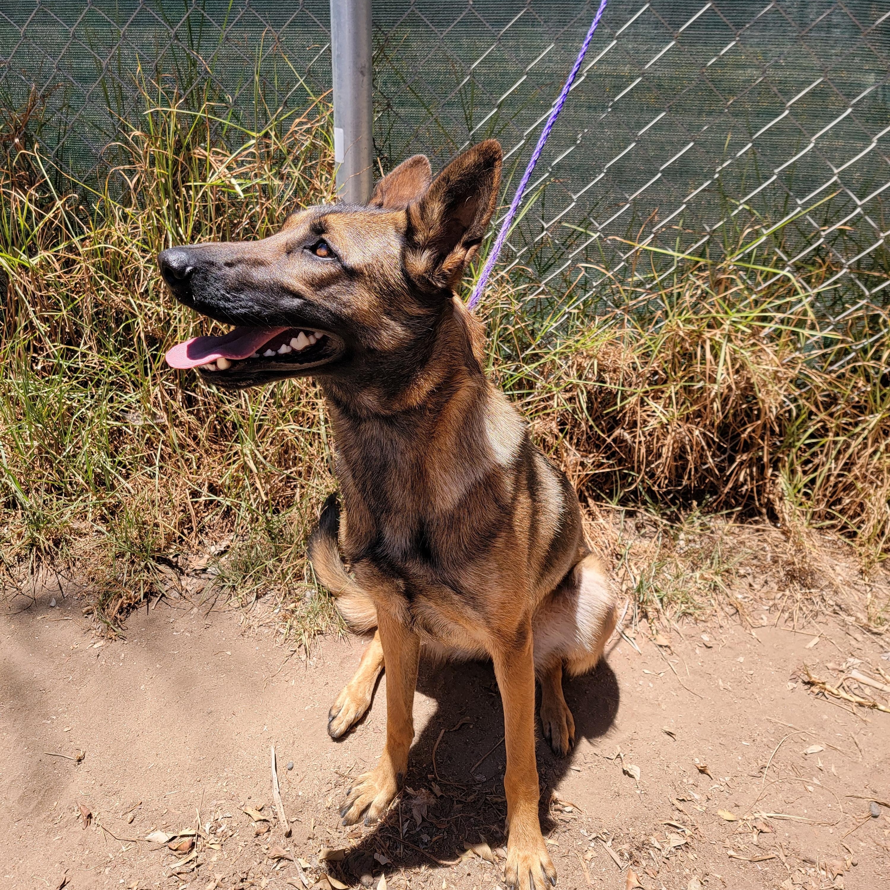 Enlarge Georgia, a ADOPTABLE mixed breed in Camp Pendleton, CA image 4/6