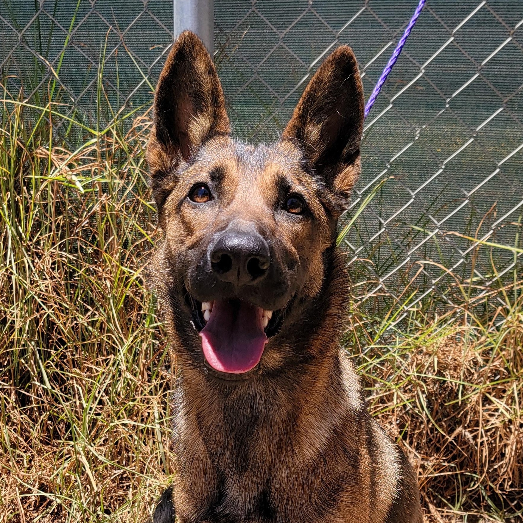 Georgia, ADOPTABLE, Young Female Belgian Shepherd / Malinois & Shepherd.