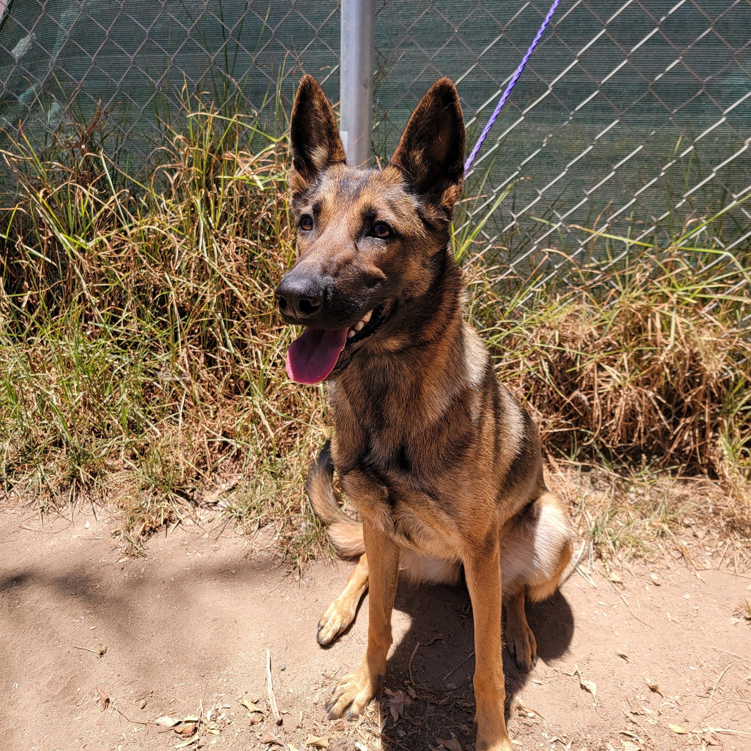 Enlarge Georgia, a ADOPTABLE mixed breed in Camp Pendleton, CA image 3/6