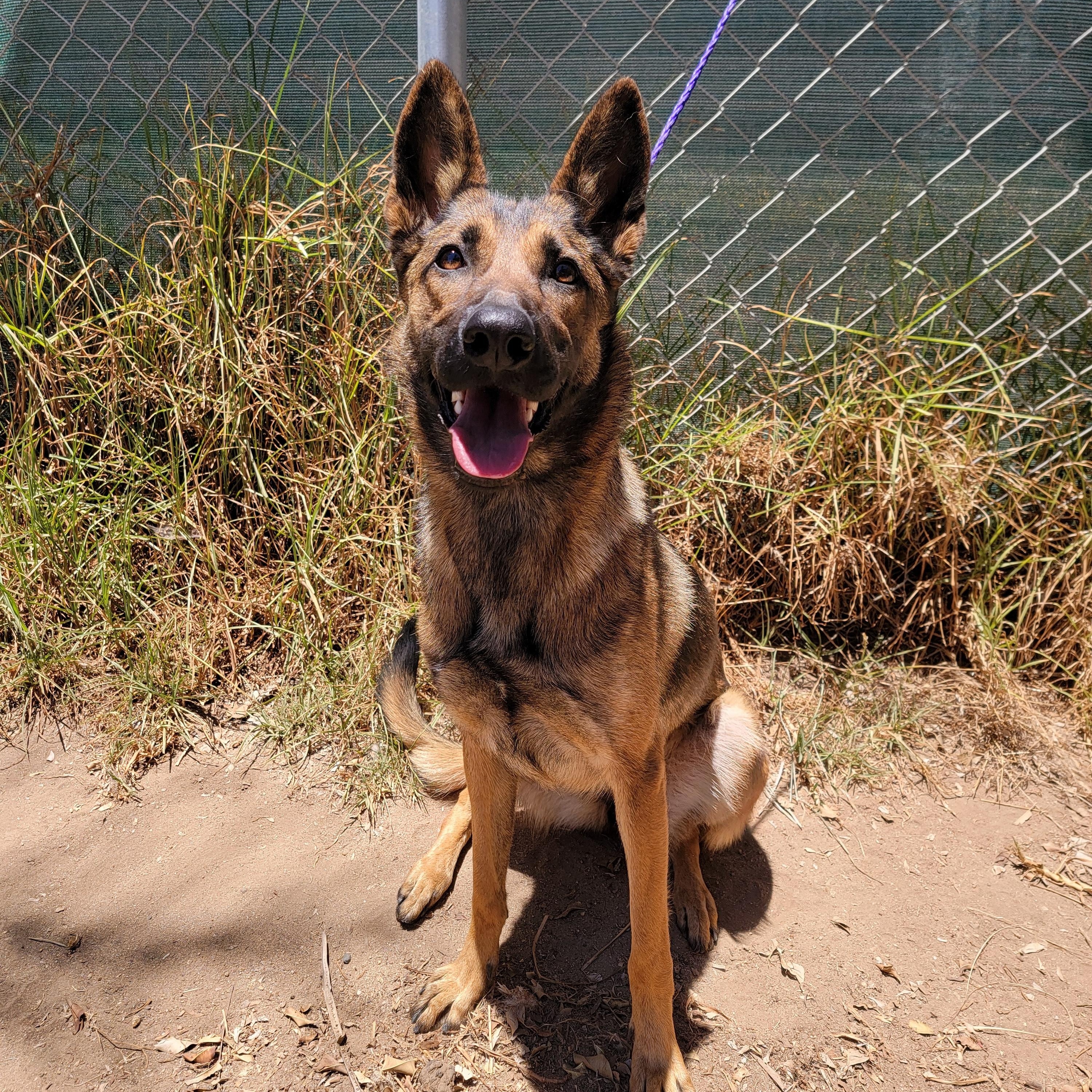 Enlarge Georgia, a ADOPTABLE mixed breed in Camp Pendleton, CA image 2/6