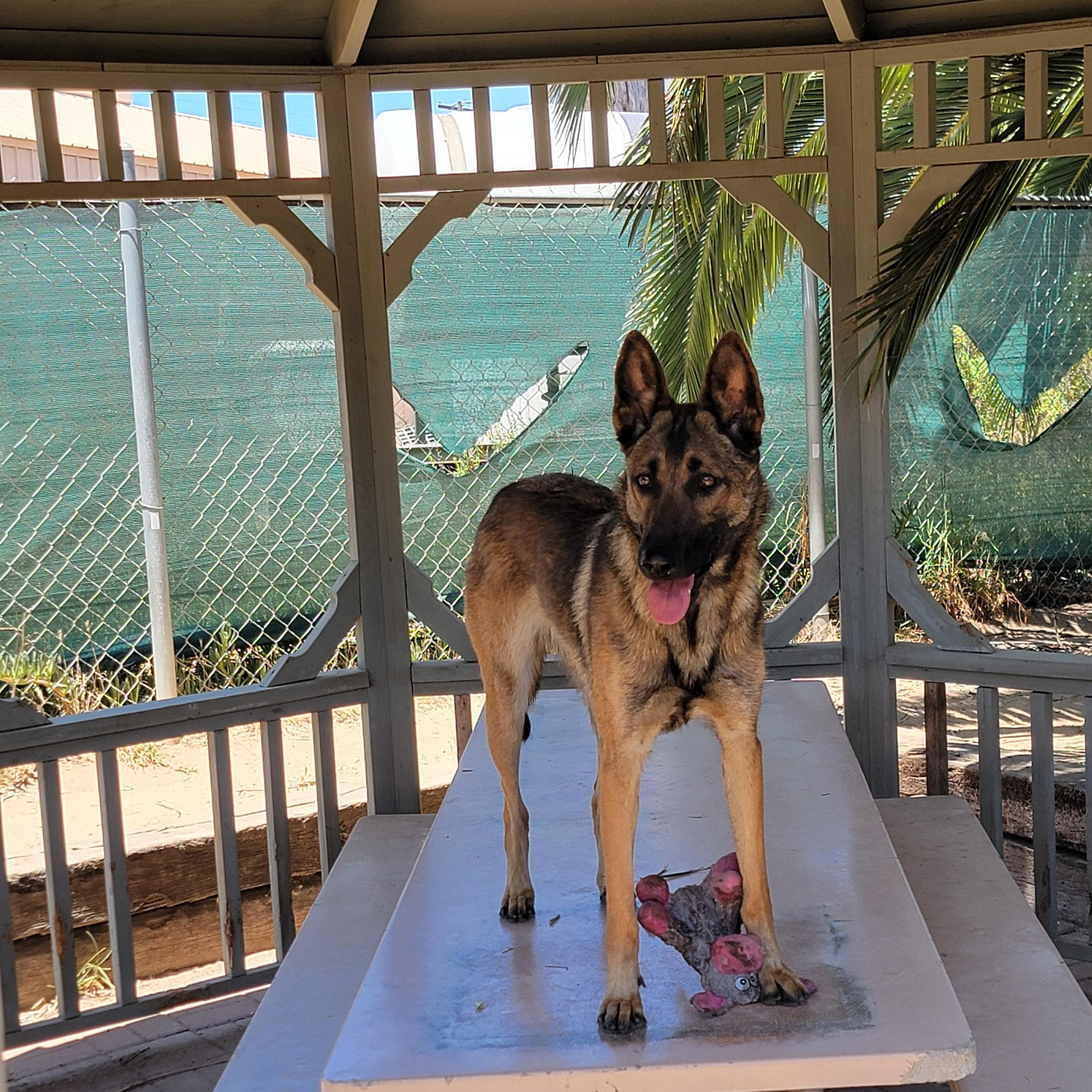 Enlarge Georgia, a ADOPTABLE mixed breed in Camp Pendleton, CA image 6/6