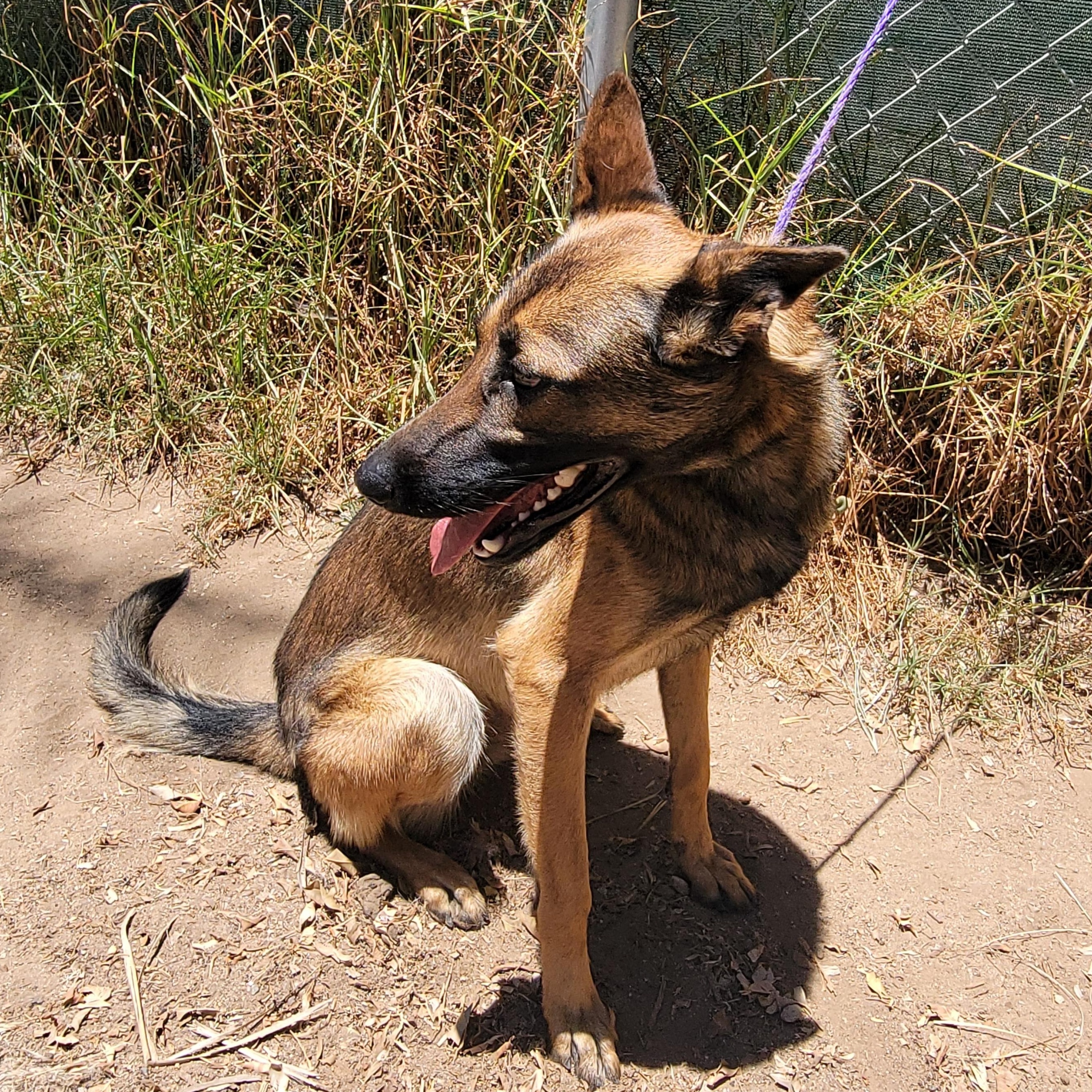 Enlarge Georgia, a ADOPTABLE mixed breed in Camp Pendleton, CA image 5/6