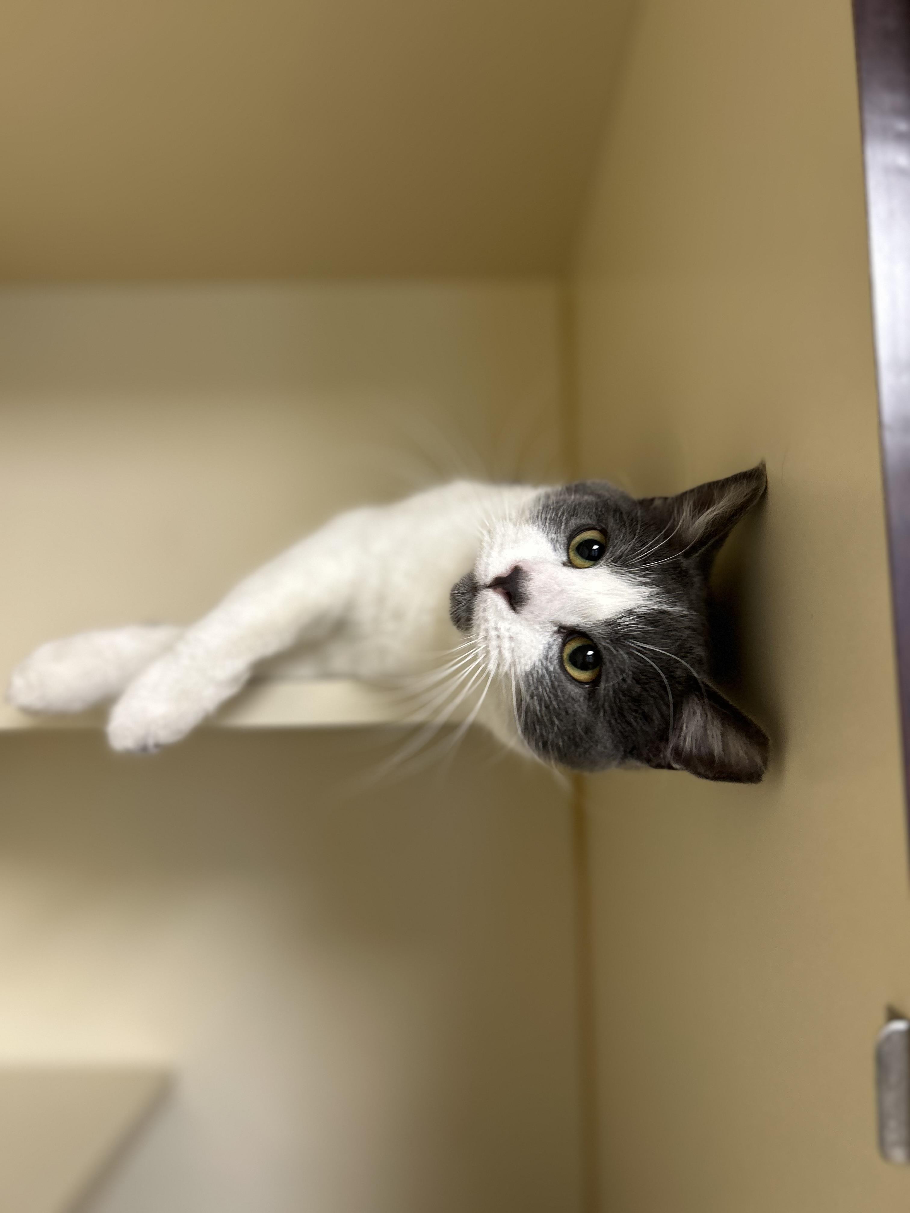 Mr. Loaf, adopted, Young Male Domestic Short Hair.