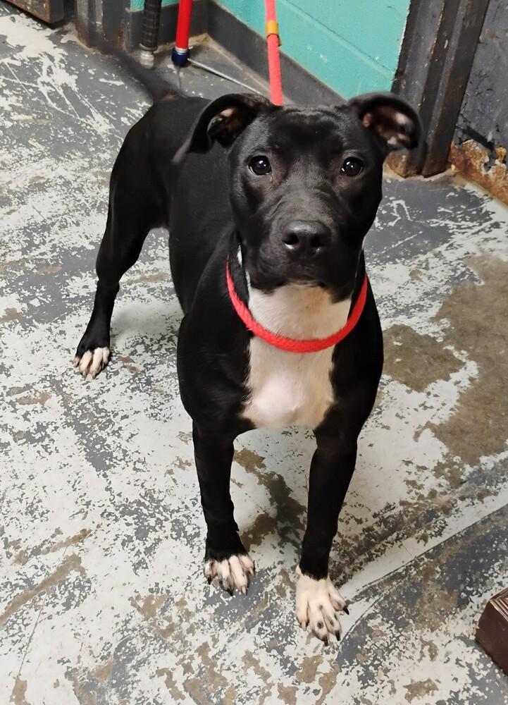 Poppy #101, Adoptable, Puppy Female Labrador Retriever.