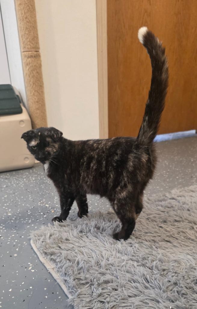 Miss Winky Bubbles, Adoptable, Adult Female Calico.