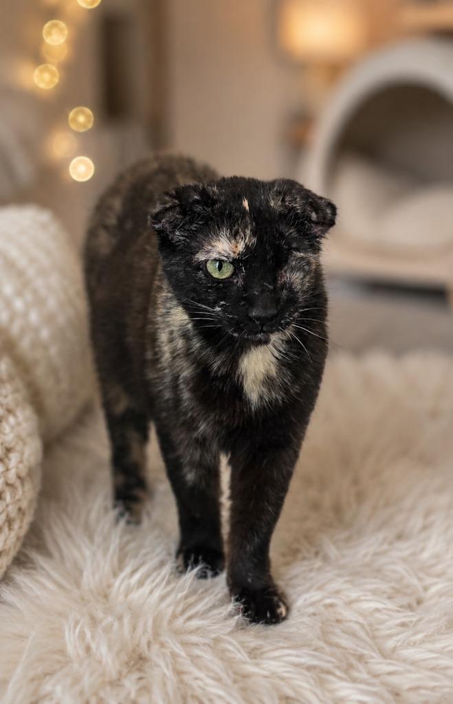 Miss Winky Bubbles, a Adoptable Calico in Miami, OK image 2/4