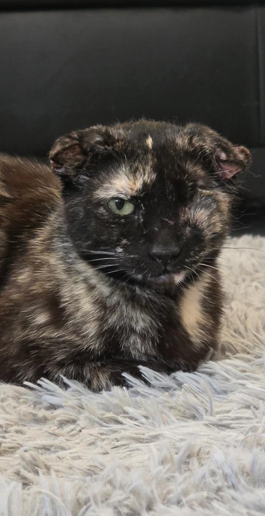Miss Winky Bubbles, a Adoptable Calico in Miami, OK image 4/4