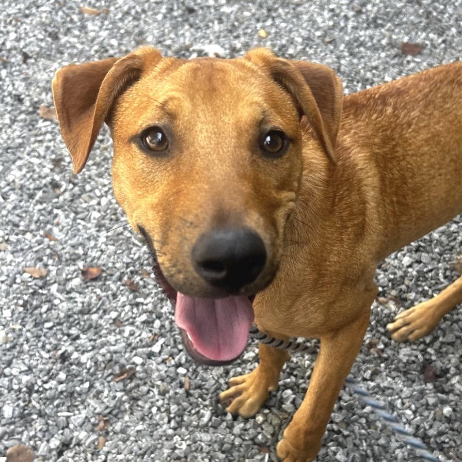 Speaker, Adoptable, Young Male Mixed Breed.