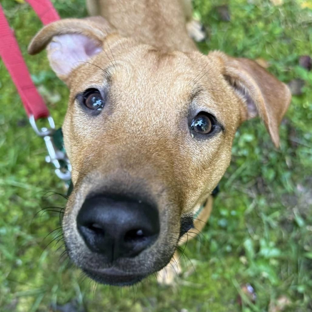 Enlarge Speaker, a Adoptable Mixed Breed in Asheville, NC image 2/3