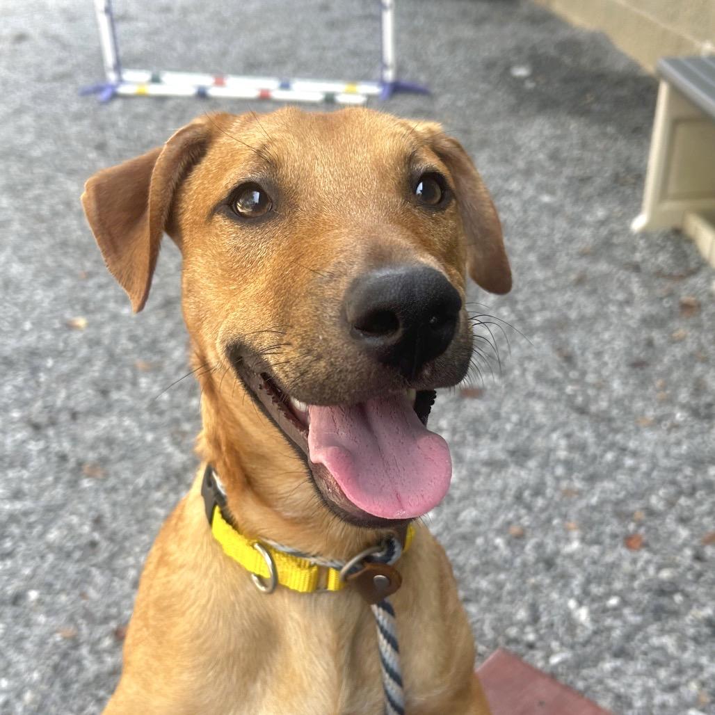 Enlarge Speaker, a Adoptable Mixed Breed in Asheville, NC image 3/3