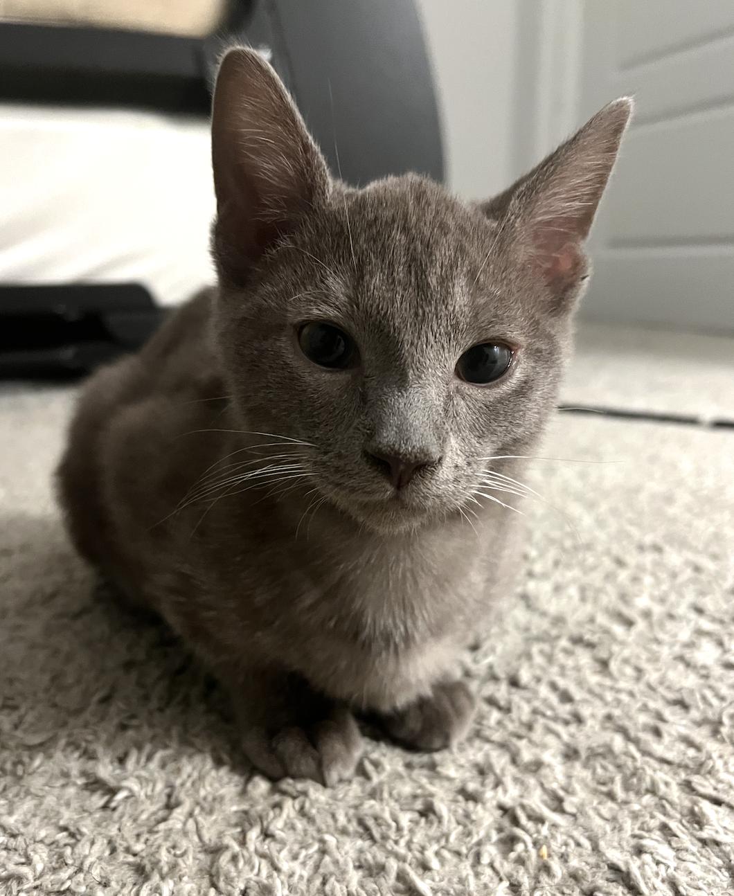 Enlarge Lemon Meringue, a Adoptable Domestic Short Hair in San Luis Obispo, CA image 3/4