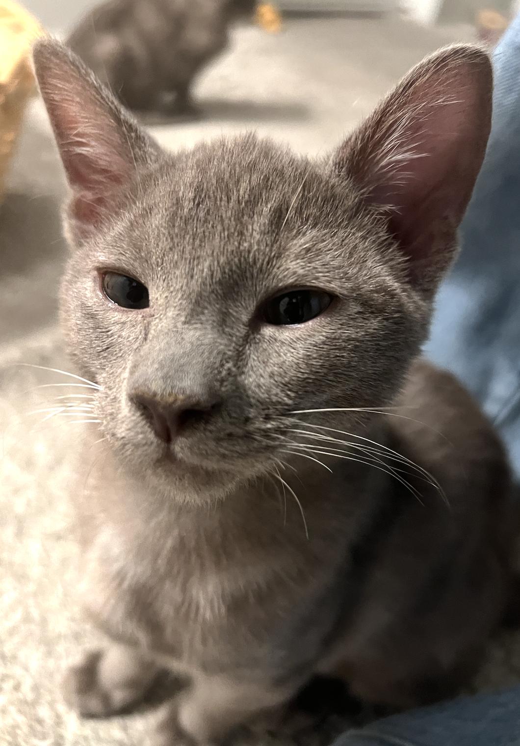 Enlarge Lemon Meringue, a Adoptable Domestic Short Hair in San Luis Obispo, CA image 4/4