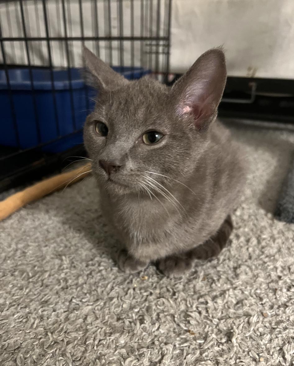 Lemon Meringue, Adoptable, Kitten Male Domestic Short Hair.