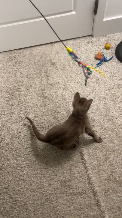 Enlarge Lemon Meringue, a Adoptable Domestic Short Hair in San Luis Obispo, CA video 2/4