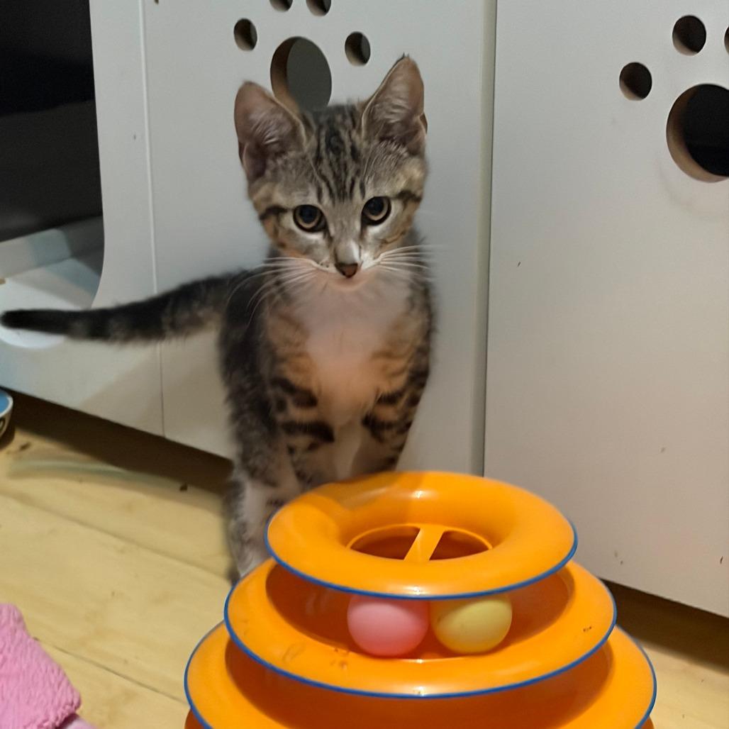 Eveie, Adoptable, Kitten Female Domestic Short Hair.