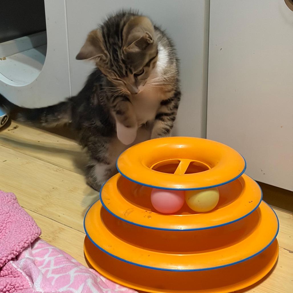 Eveie, a Adoptable Domestic Short Hair in Pleasanton, CA image 2/6