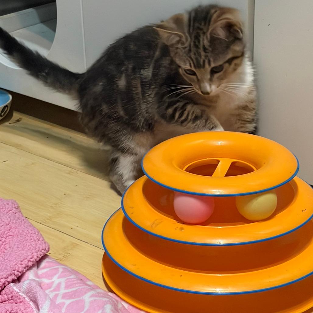 Eveie, a Adoptable Domestic Short Hair in Pleasanton, CA image 3/6