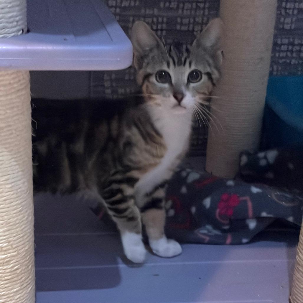 Eveie, a Adoptable Domestic Short Hair in Pleasanton, CA image 4/6