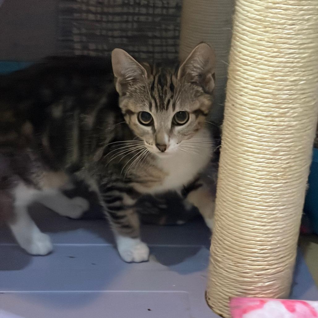 Eveie, a Adoptable Domestic Short Hair in Pleasanton, CA image 5/6