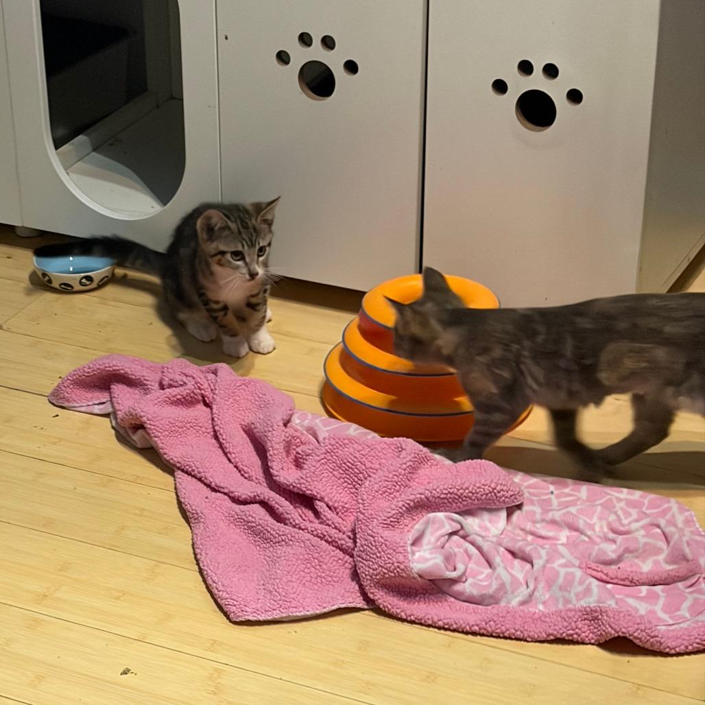 Eveie, a Adoptable Domestic Short Hair in Pleasanton, CA image 6/6