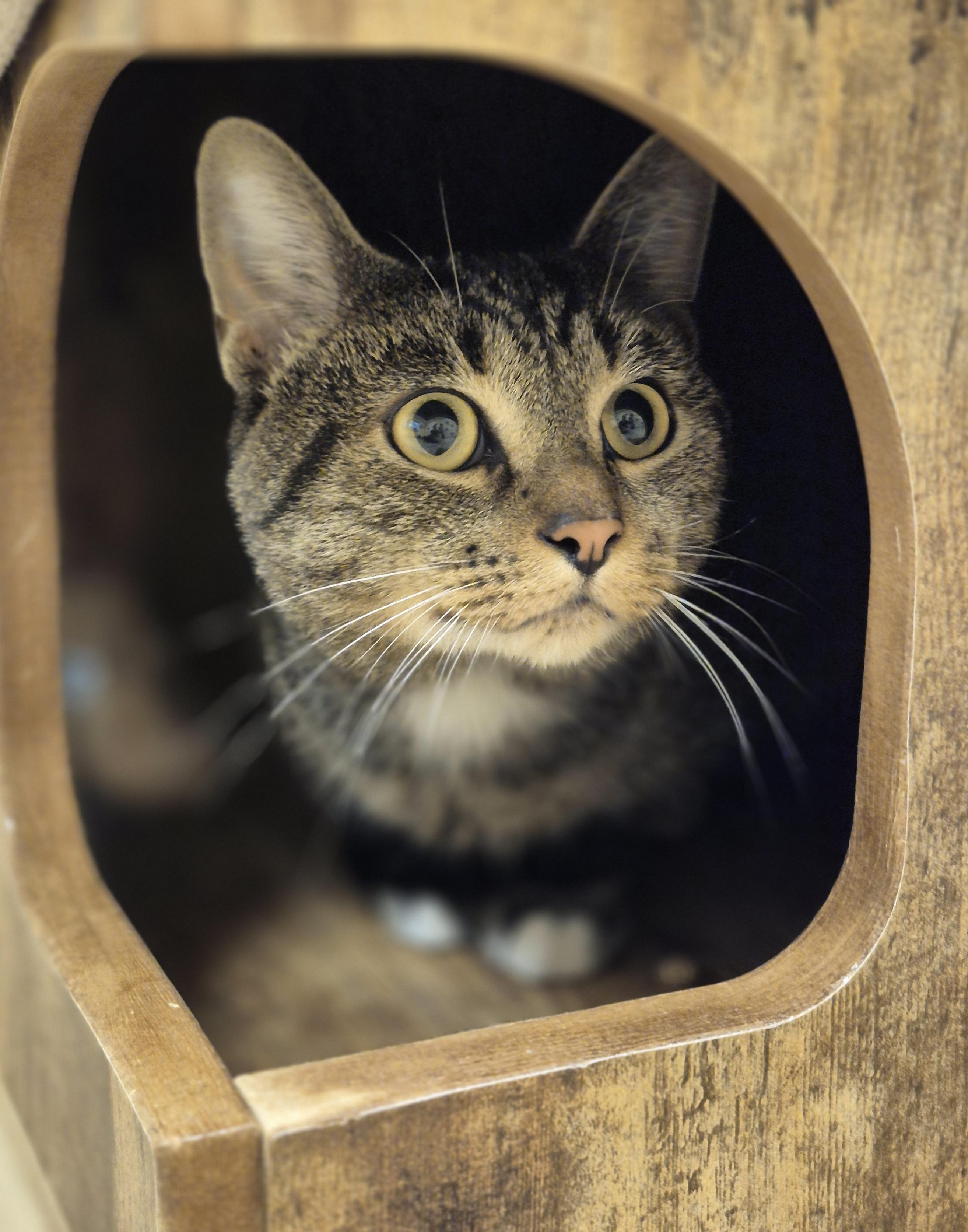 Enlarge Clive, a ADOPTABLE Domestic Short Hair in Schertz, TX image 1/1