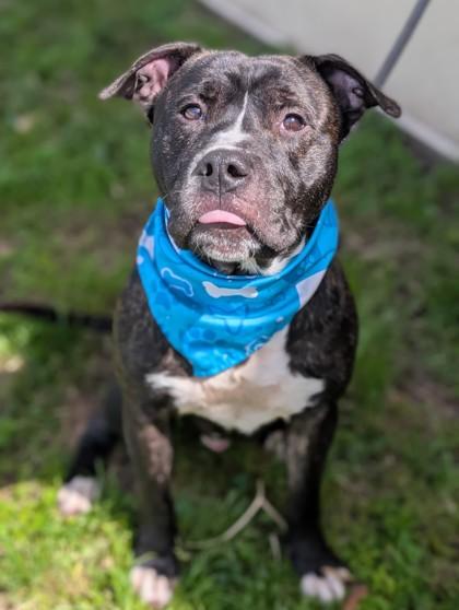 Thomas, Adoptable, Adult Male Terrier & Mixed Breed.