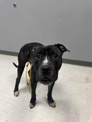 Thomas, a Adoptable mixed breed in Gulfport, MS image 2/2