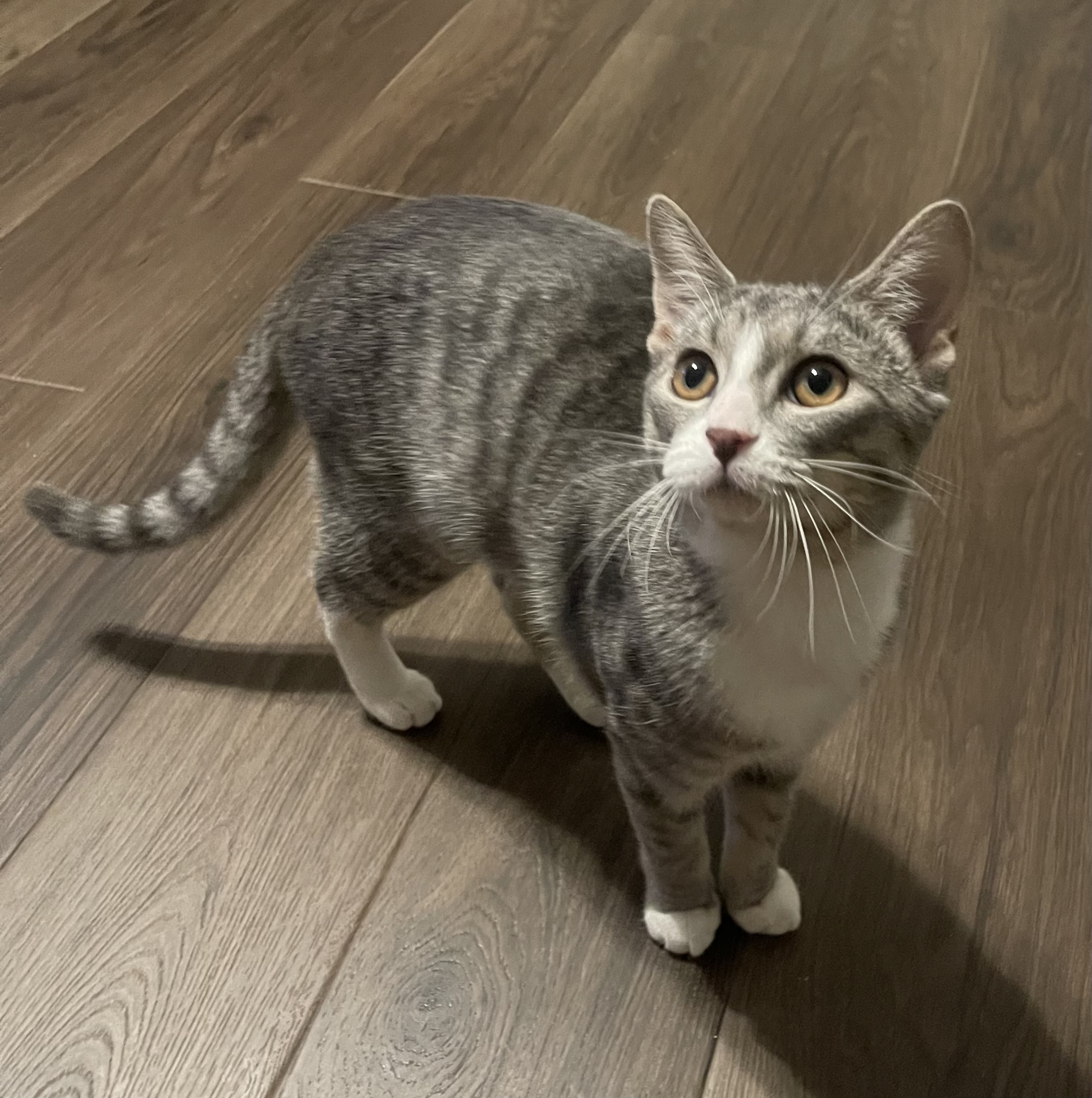 Enlarge Daisy, a Adoptable Tabby in Auburn, GA image 1/1