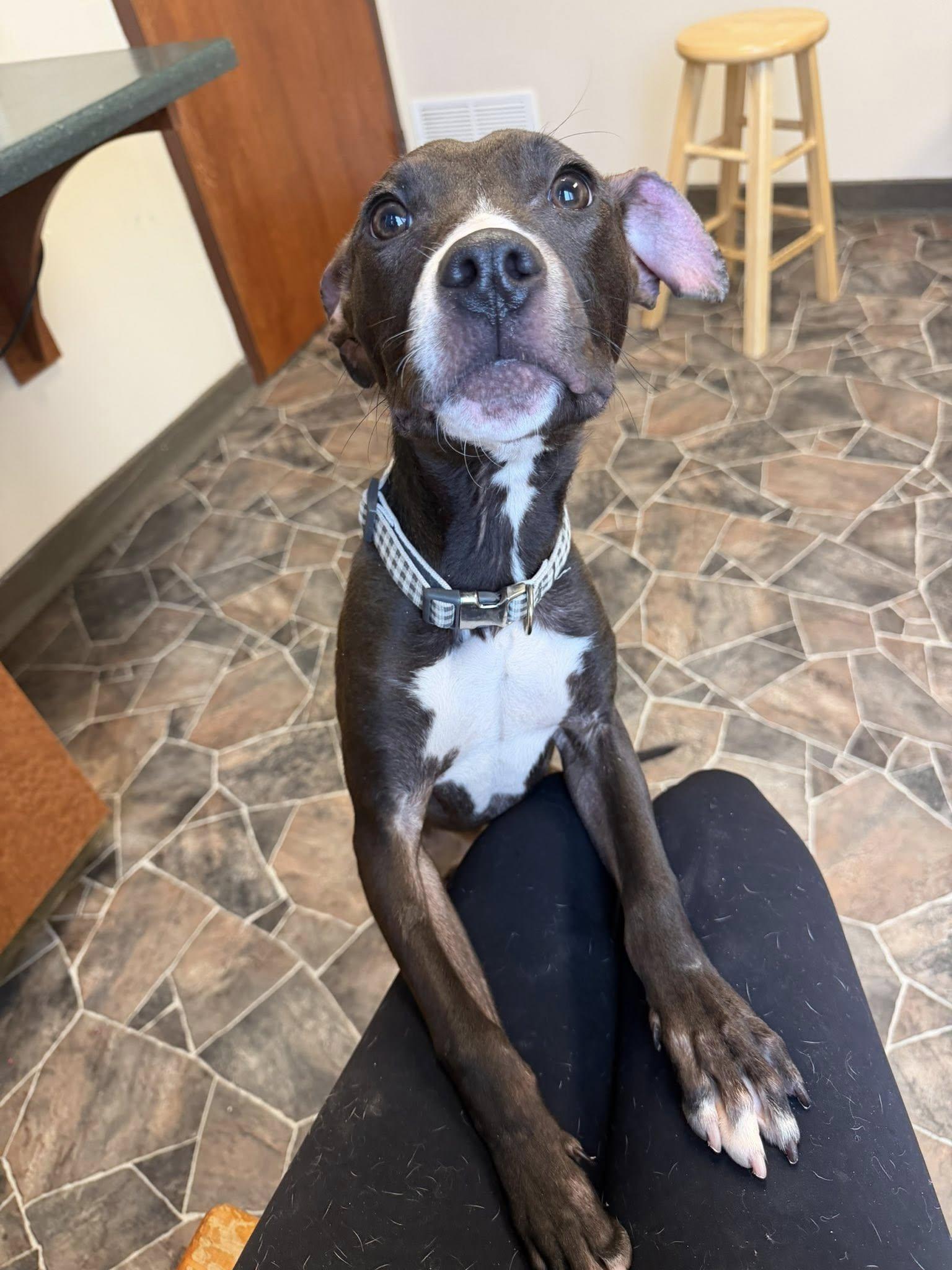 Cheddar Broccoli, a ADOPTABLE mixed breed in Sterling Heights, MI image 6/6