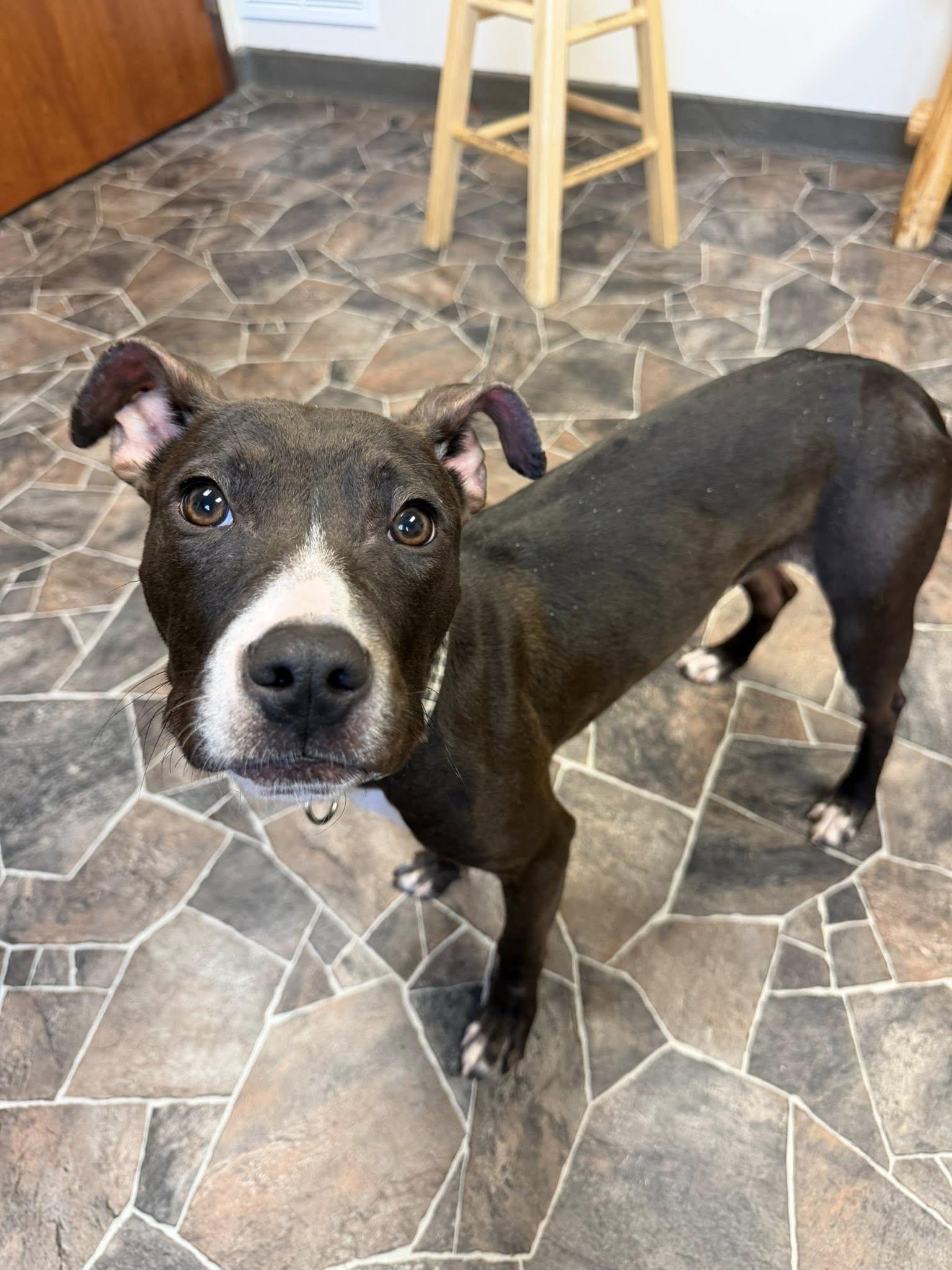 Cheddar Broccoli, a ADOPTABLE mixed breed in Sterling Heights, MI image 2/6