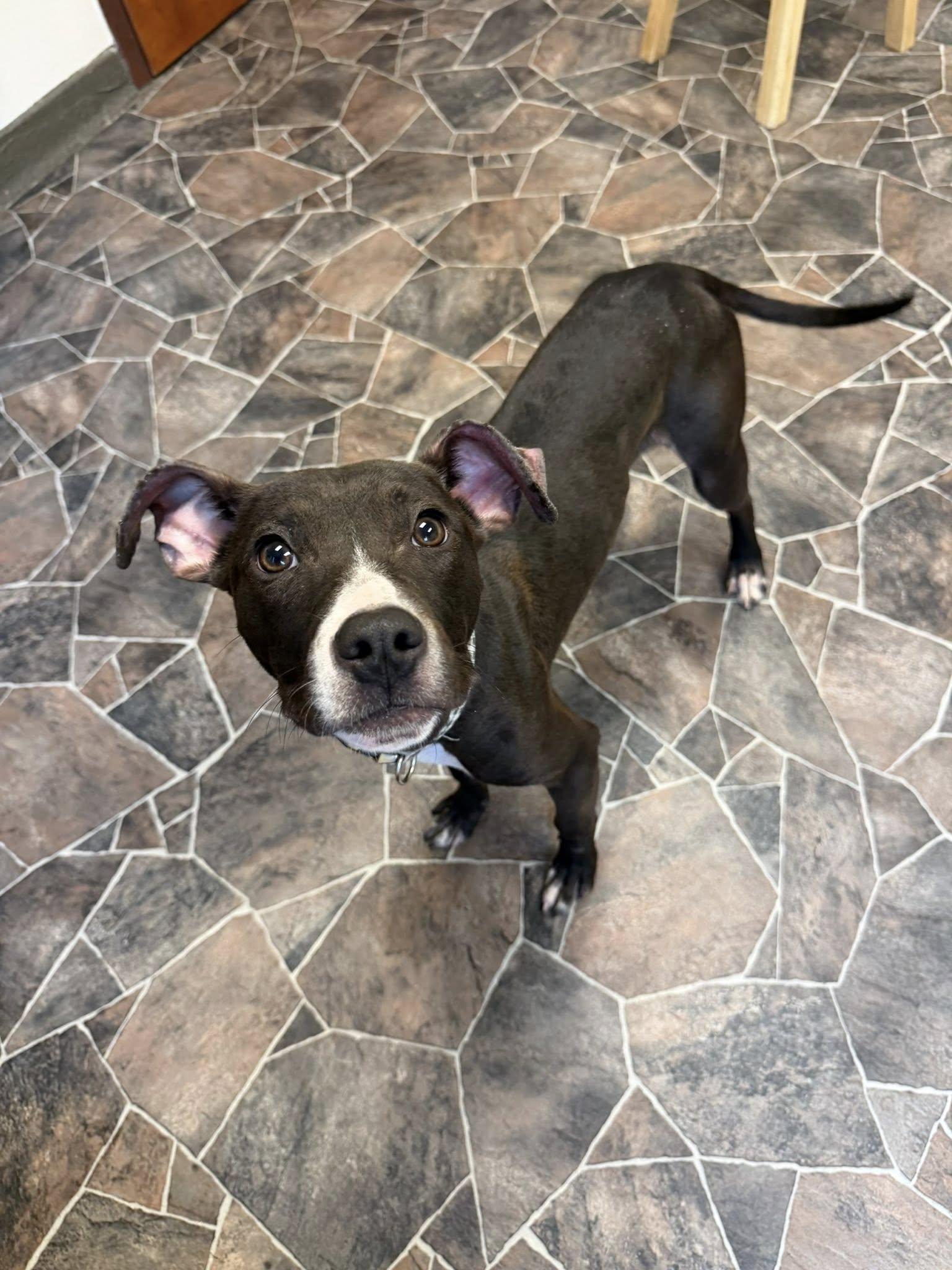 Cheddar Broccoli, a ADOPTABLE mixed breed in Sterling Heights, MI image 3/6