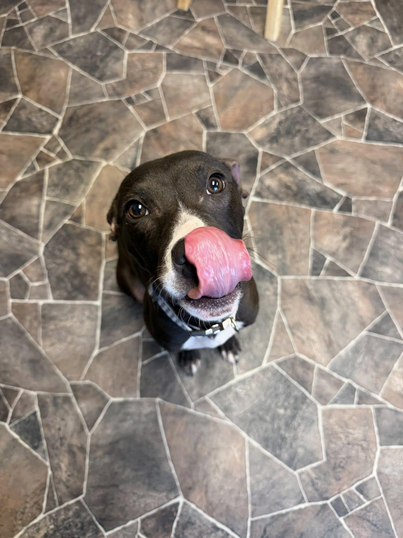 Cheddar Broccoli, a ADOPTABLE mixed breed in Sterling Heights, MI image 4/6