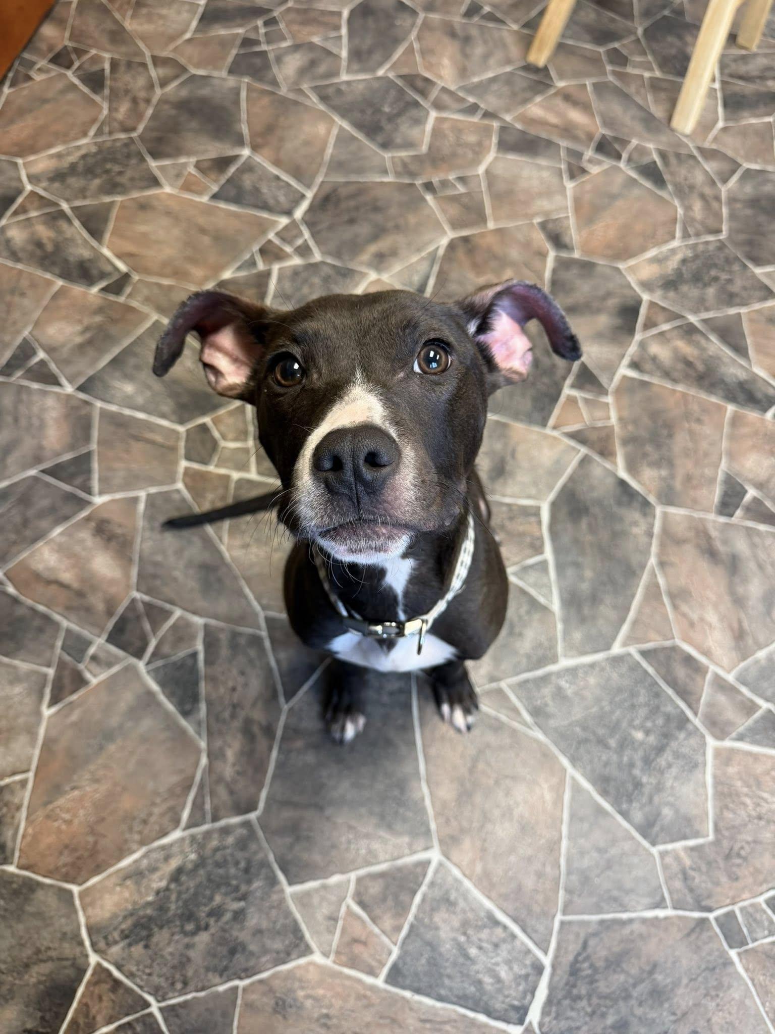 Cheddar Broccoli, a ADOPTABLE mixed breed in Sterling Heights, MI image 5/6