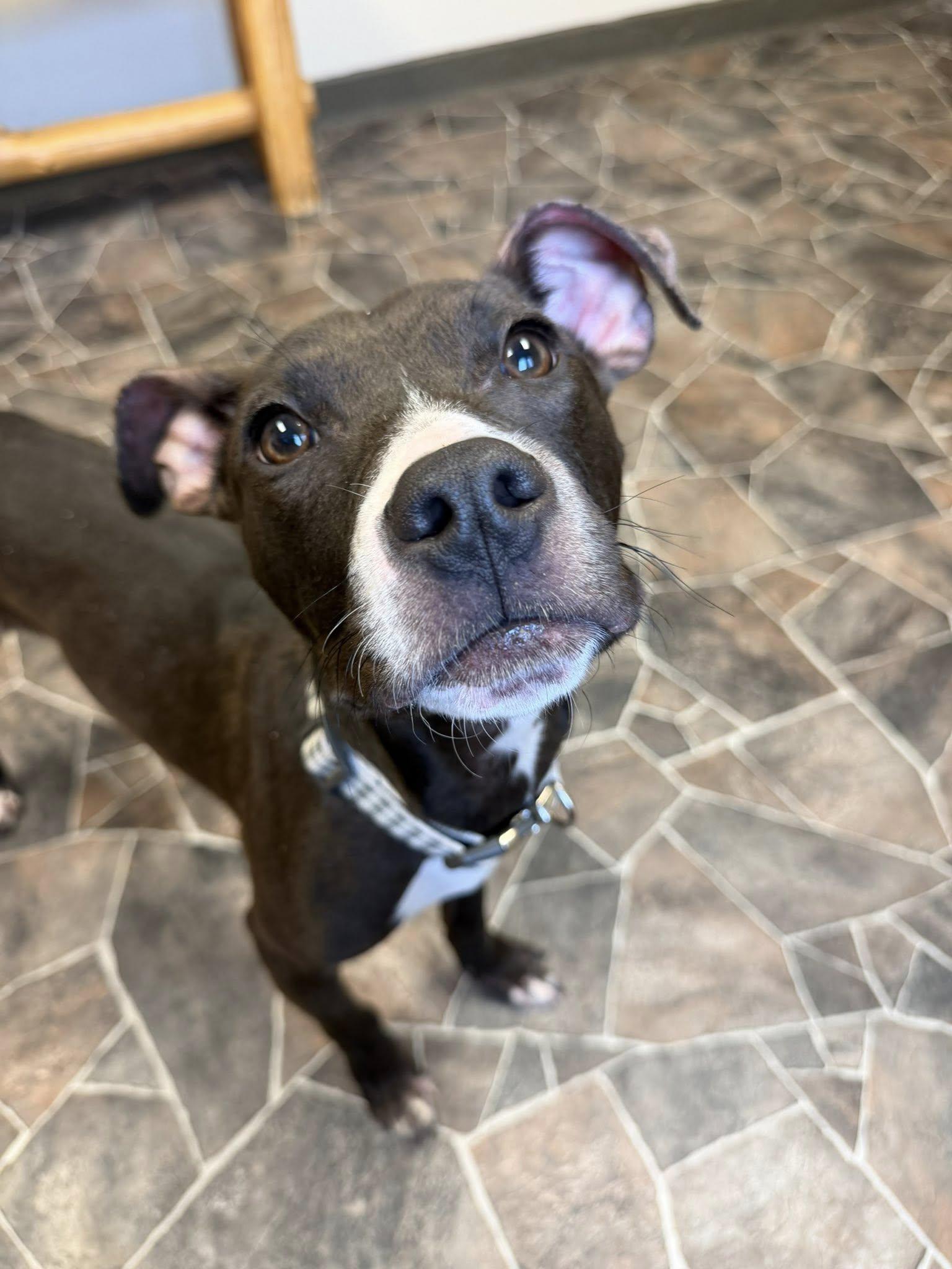 Cheddar Broccoli, a ADOPTABLE mixed breed in Sterling Heights, MI image 1/6