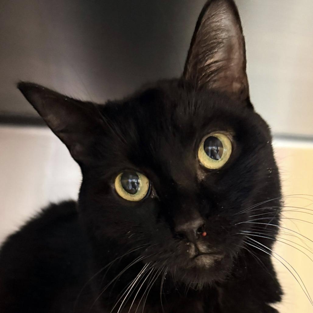 Enlarge Helen--In Foster, a Adoptable Domestic Short Hair in Fargo, ND image 1/2
