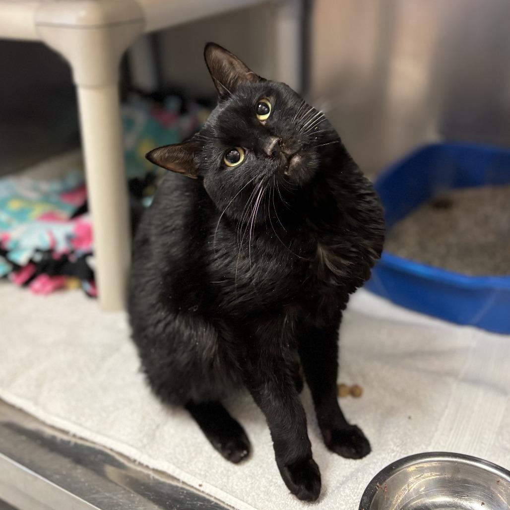 Enlarge Helen, a Adoptable Domestic Short Hair in Fargo, ND image 1/1
