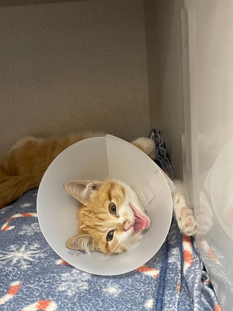 Juliette, a Adoptable mixed breed in Tulsa, OK image 1/6