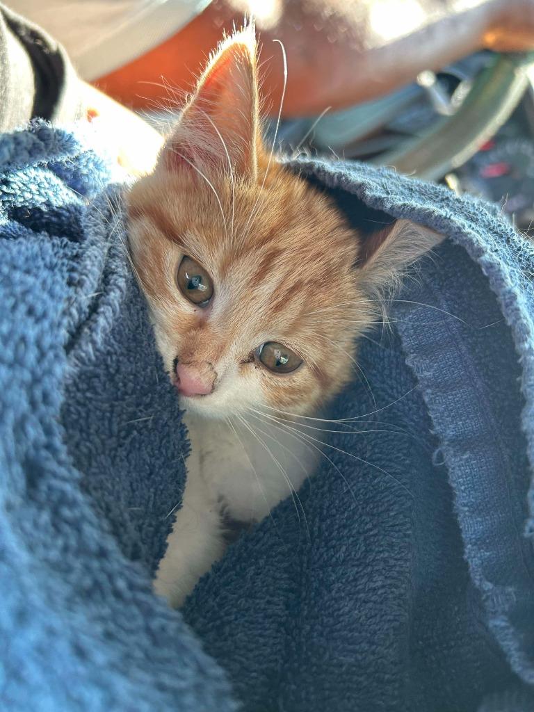 Juliette, a Adoptable mixed breed in Tulsa, OK image 2/6