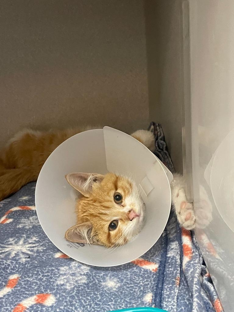 Juliette, a Adoptable mixed breed in Tulsa, OK image 3/6