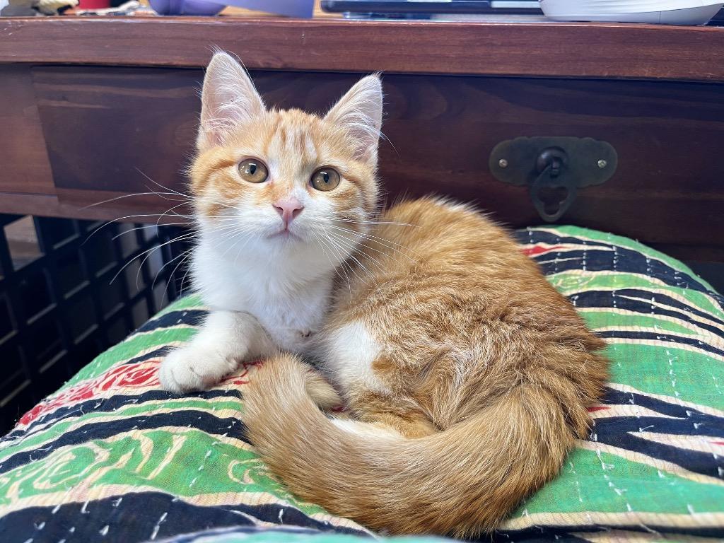 Juliette, a Adoptable mixed breed in Tulsa, OK image 4/6