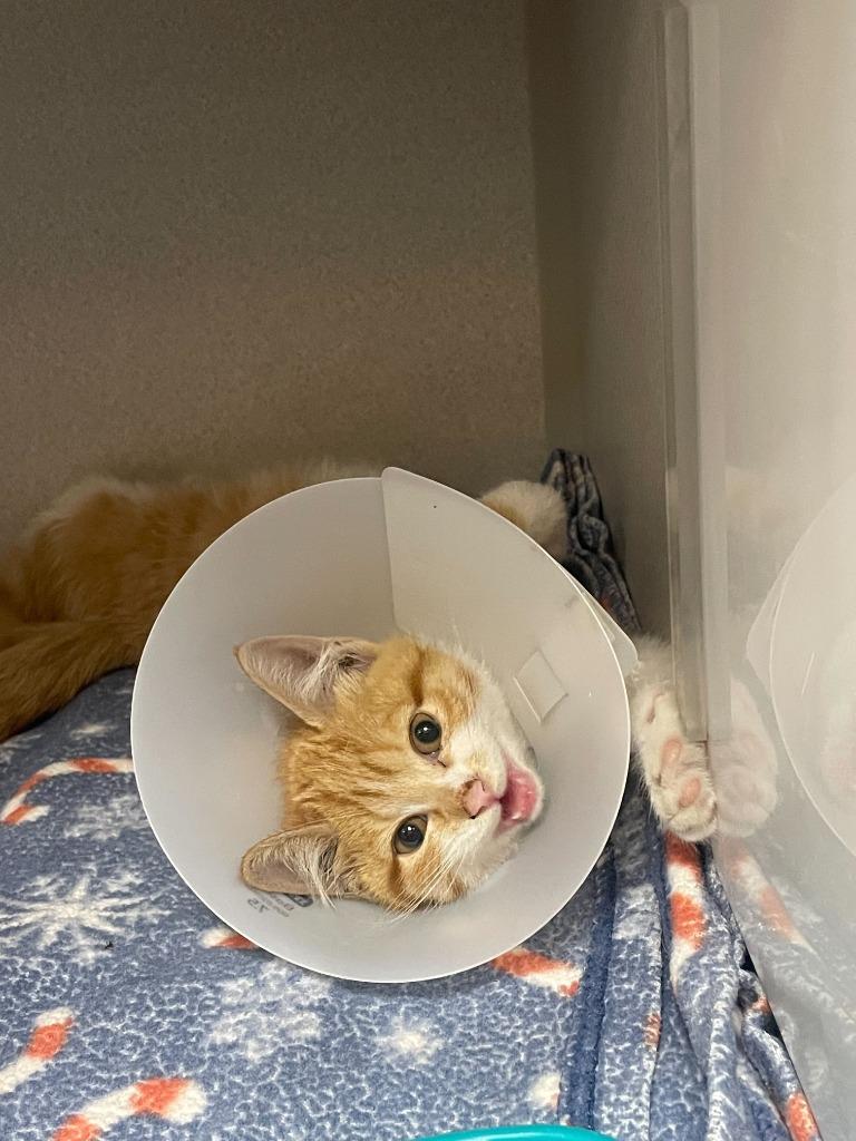 Juliette, a Adoptable mixed breed in Tulsa, OK image 5/6