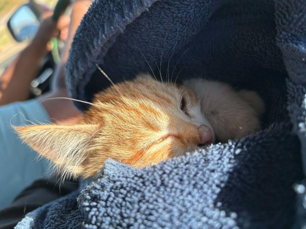 Juliette, a Adoptable mixed breed in Tulsa, OK image 6/6