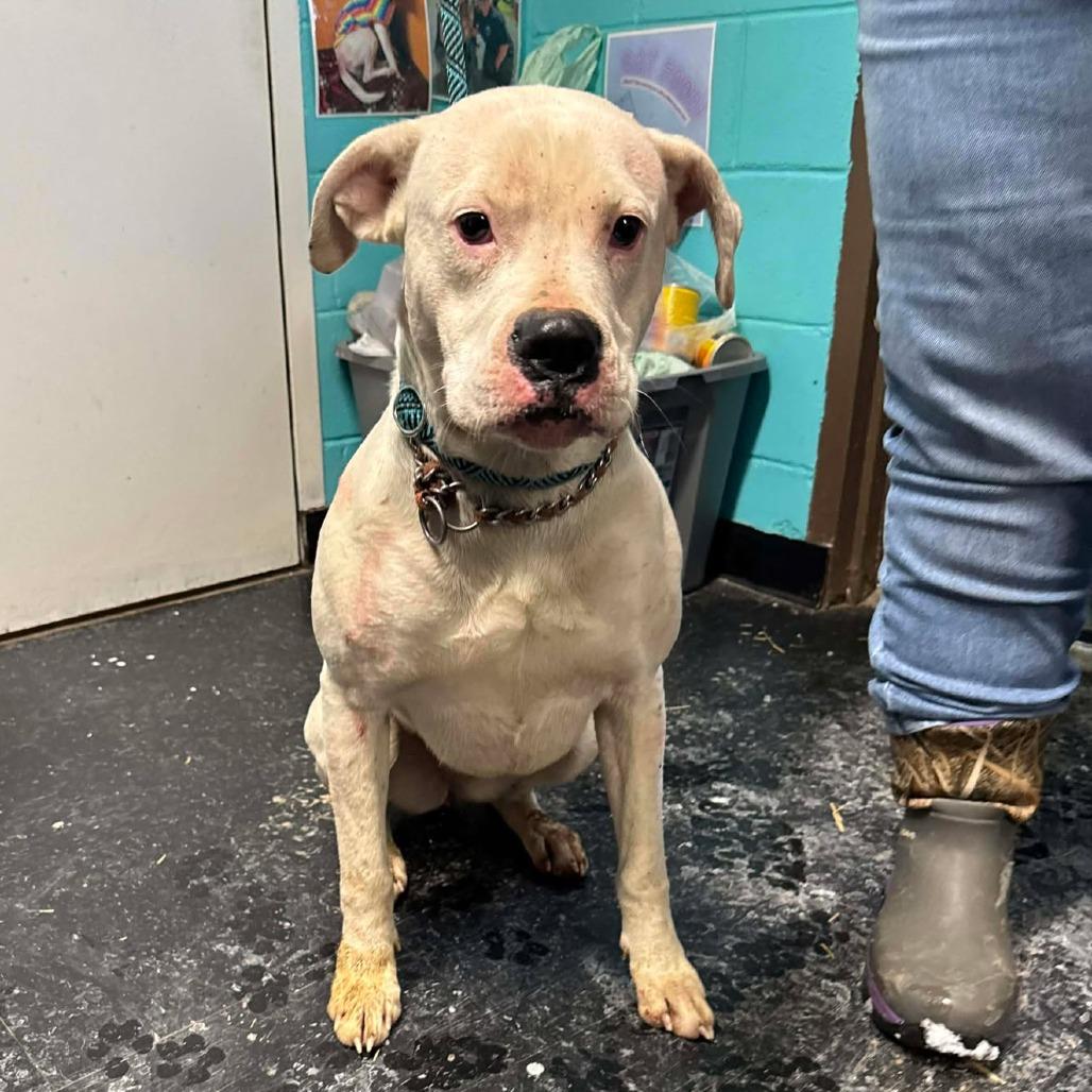 Enlarge Aisling, a Adoptable Boxer in Shinnston, WV image 2/2