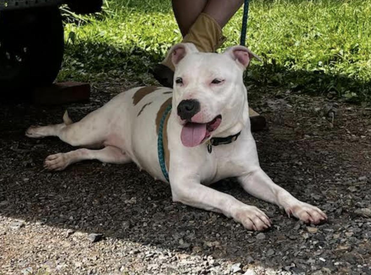 Bubblegum, a ADOPTABLE Pit Bull Terrier in Tinton Falls, NJ image 4/5